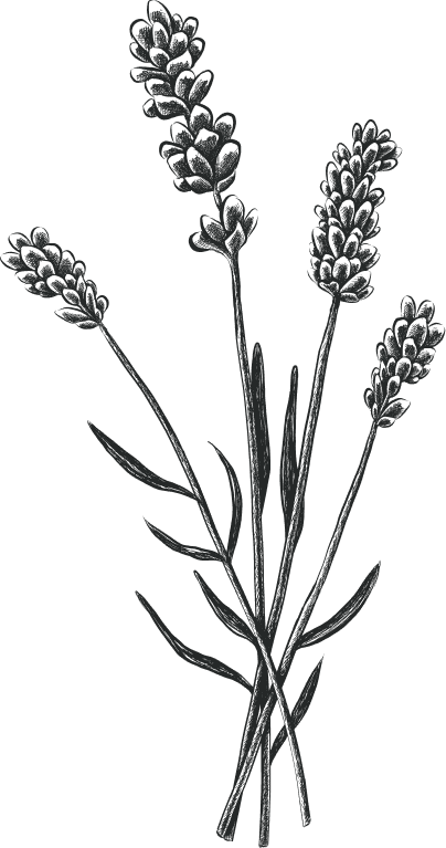 Illustration lavande
