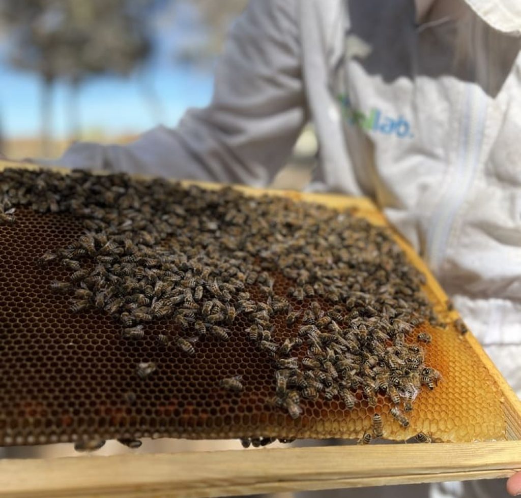 Biodiversité et apiculture à l'Aéroport International du Castellet